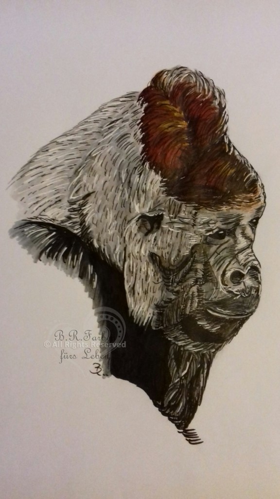 Silberrücken Gorilla, Porträt nachdenklich seitlich nach rechts schauend, rotes Haar auf dem Oberkopf. 