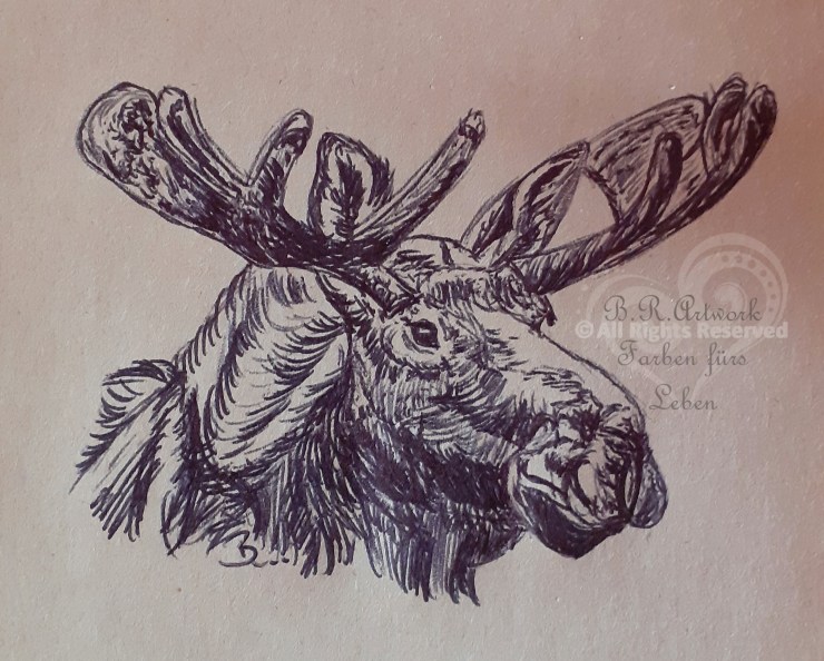 Kulizeichnung Portrait eines Elches seitlich nach vorn rechts